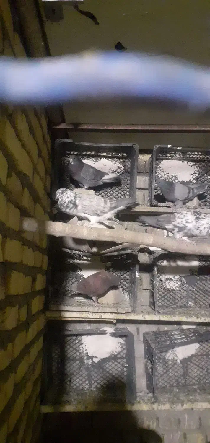 نرسبزتیزه سفید|پرنده|نوبران, |دیوار