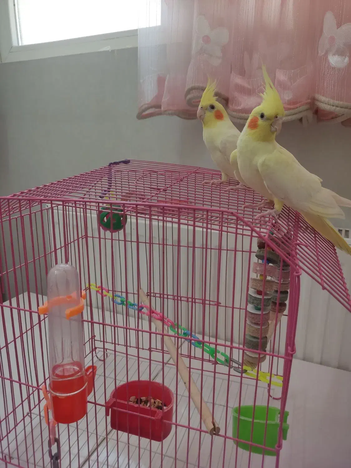 عروس هلندی (لوتینو )|پرنده|قم, بنیاد|دیوار