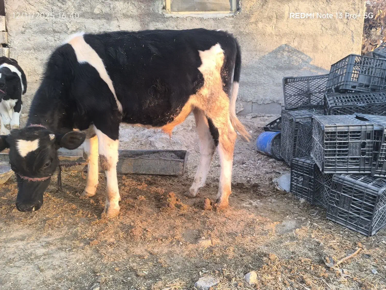 گوساله نر هلشتاین بهترین جنس گوشتی|حیوانات مزرعه|دهدشت, |دیوار