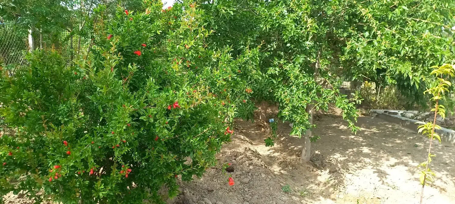 باغ باغچه ۱۰۰۰متری کاشانک اسلامشهر|فروش زمین و ملک کلنگی|اسلامشهر, کاشانک|دیوار