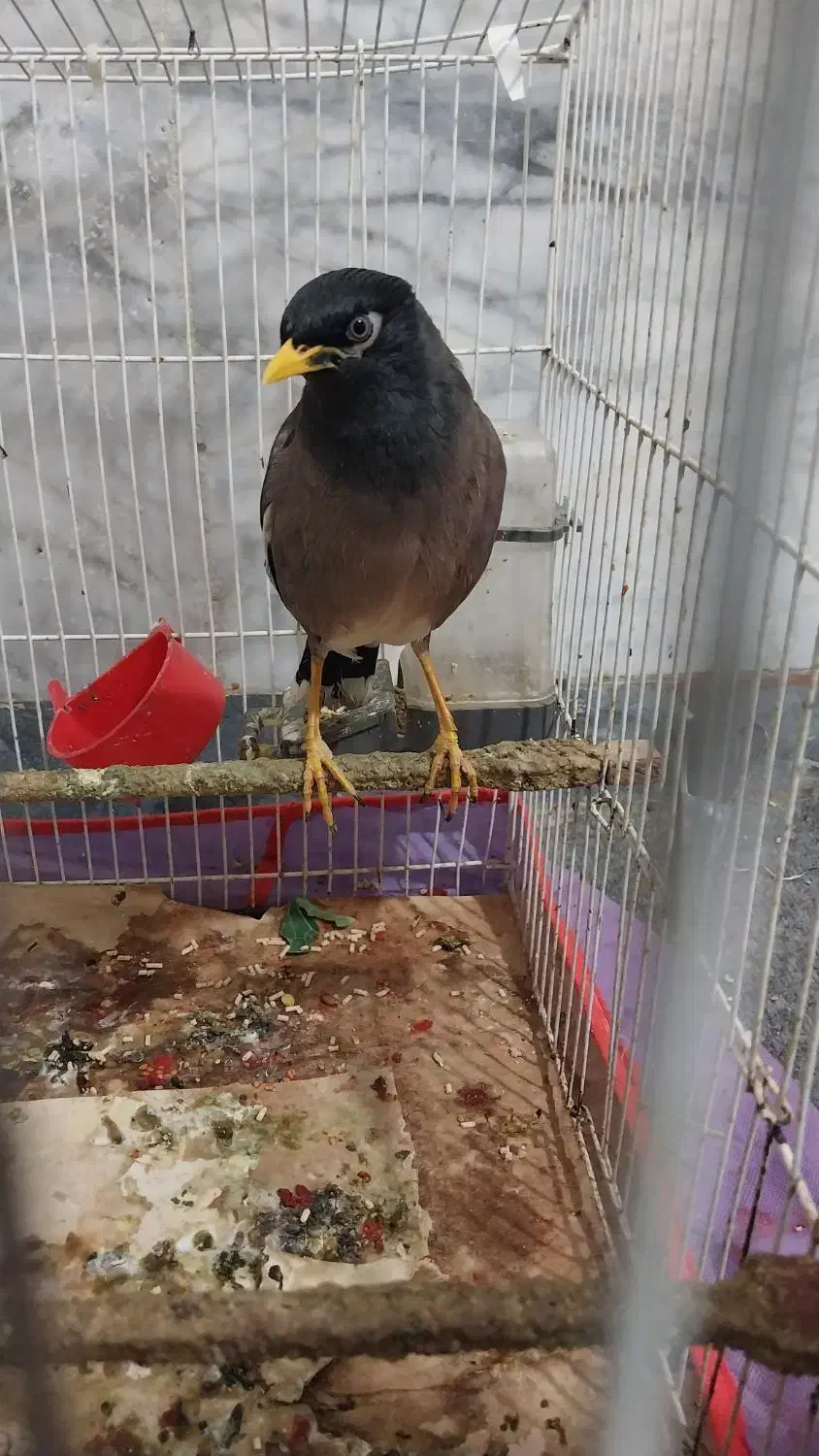 مرغ مینا|پرنده|سبزوار, شرق کال شمالی|دیوار