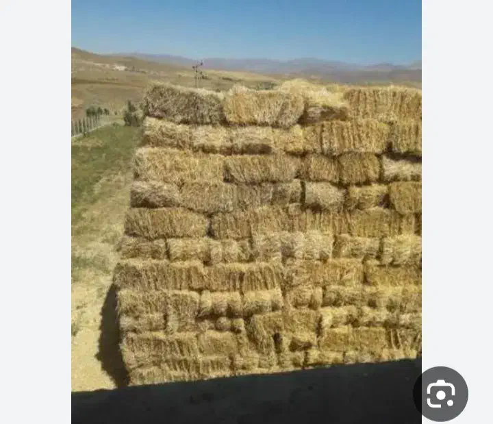 کاه کلش فروشی|لوازم جانبی حیوانات|زیباکنار, |دیوار