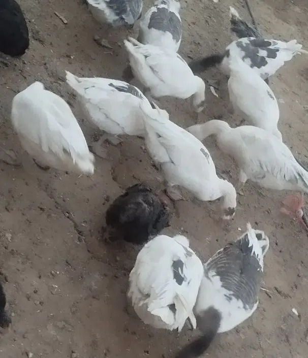 غاز|حیوانات مزرعه|همدان, |دیوار