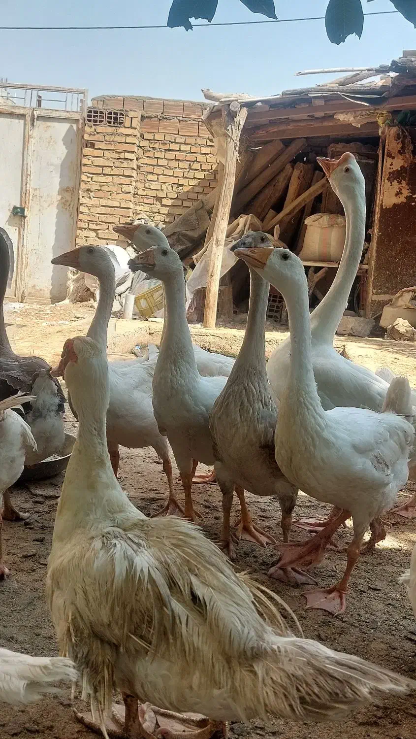 قوغاز چینی و غاز و اردک اسراییلی|حیوانات مزرعه|آزادشهر, |دیوار