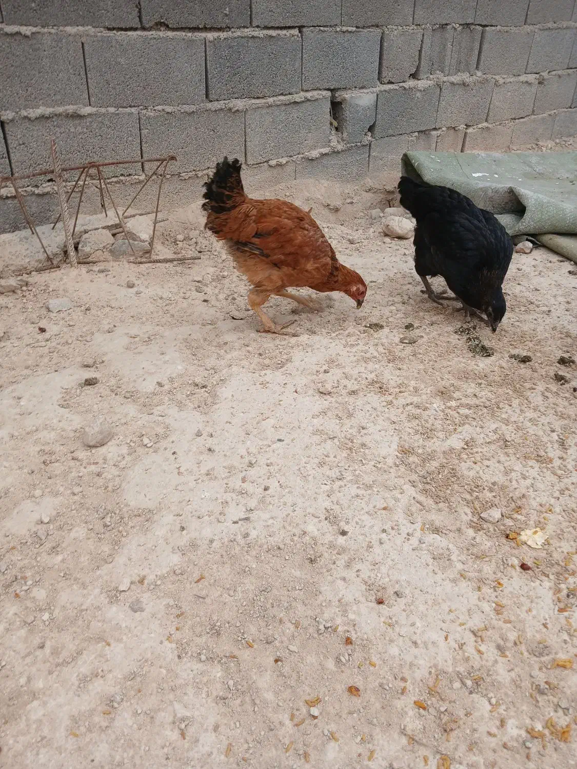 سلام بوقلمون بوربور و دوتا جوجه مرغ بزرگ|حیوانات مزرعه|بجنورد, |دیوار