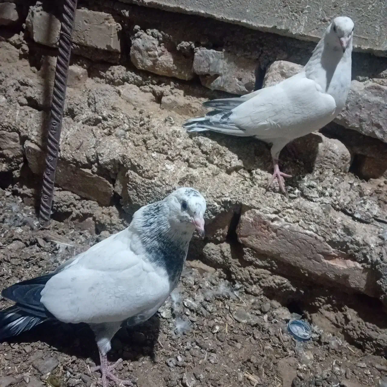 جفت جوجه پرشی|پرنده|کرباسک, |دیوار