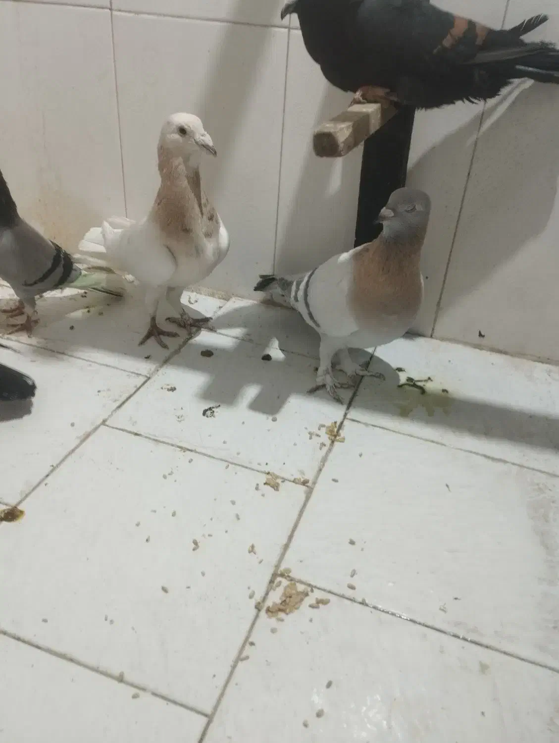 یک جفت کفتر ر یحان|پرنده|ری, شهرک نظامی|دیوار