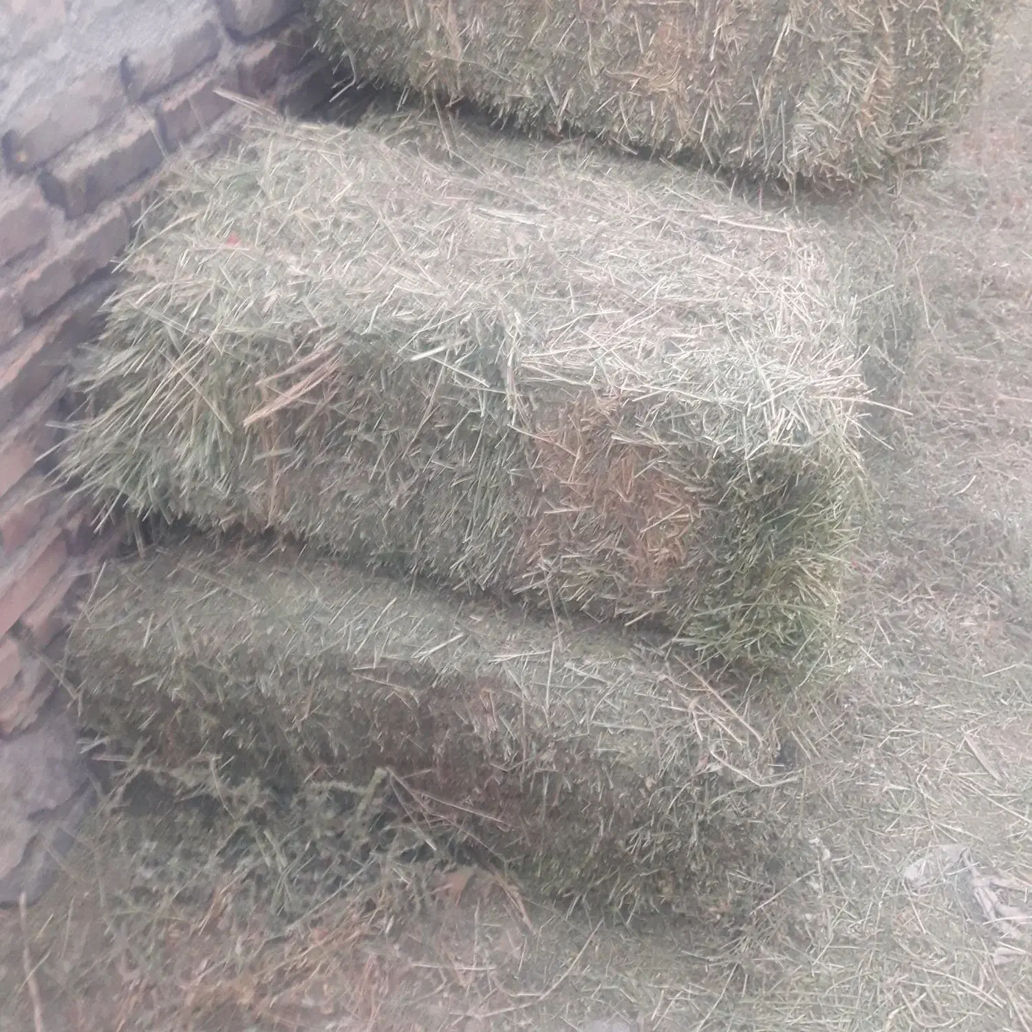 علوفه (یونجه )|عمده‌فروشی|سراب, |دیوار