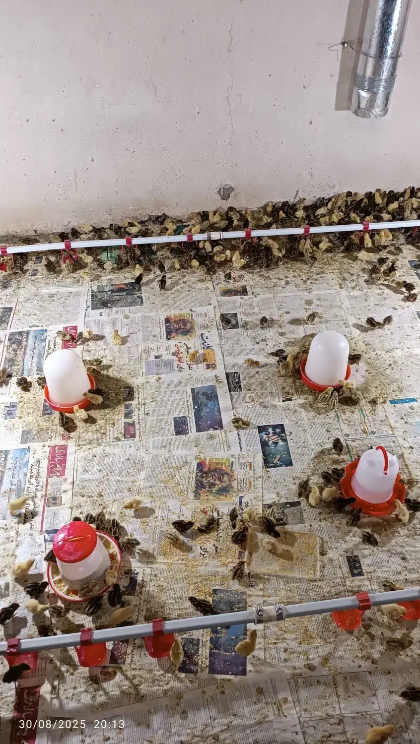 فروش جوجه بلدرچین یک روزه و تخم گذار|حیوانات مزرعه|محمدشهر, شهرک چمران|دیوار