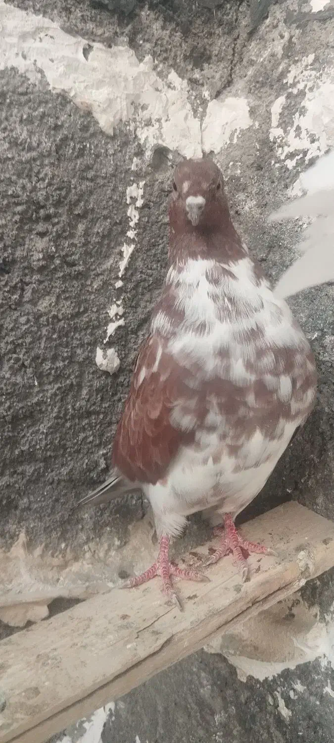 باسلام خدمت دوستان کبوتر هرسه تاش یک میلیون|پرنده|هرسین, |دیوار