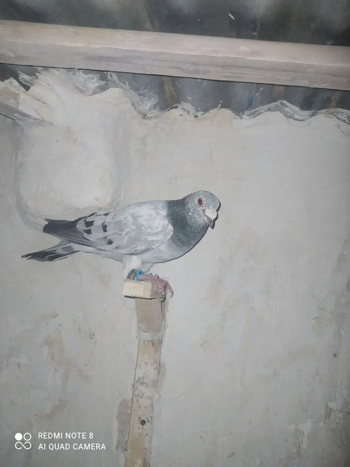 کبوتر آلمانی و رنگه|پرنده|مشهد, هفده شهریور|دیوار