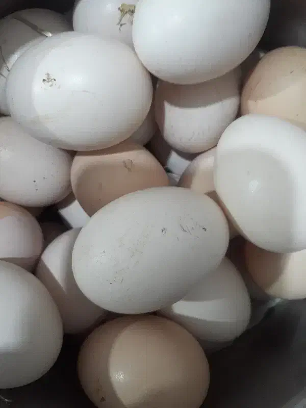 تخم مرغ|حیوانات مزرعه|خان ببین, |دیوار