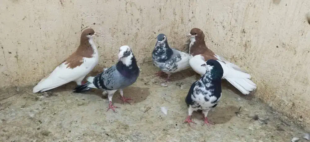 کبوتر|پرنده|شیراز, باجگاه|دیوار