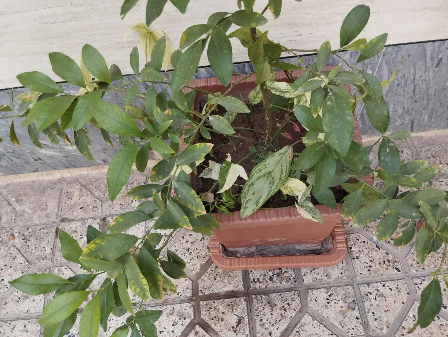 کامکوات|گل و گیاه طبیعی|خوی, |دیوار