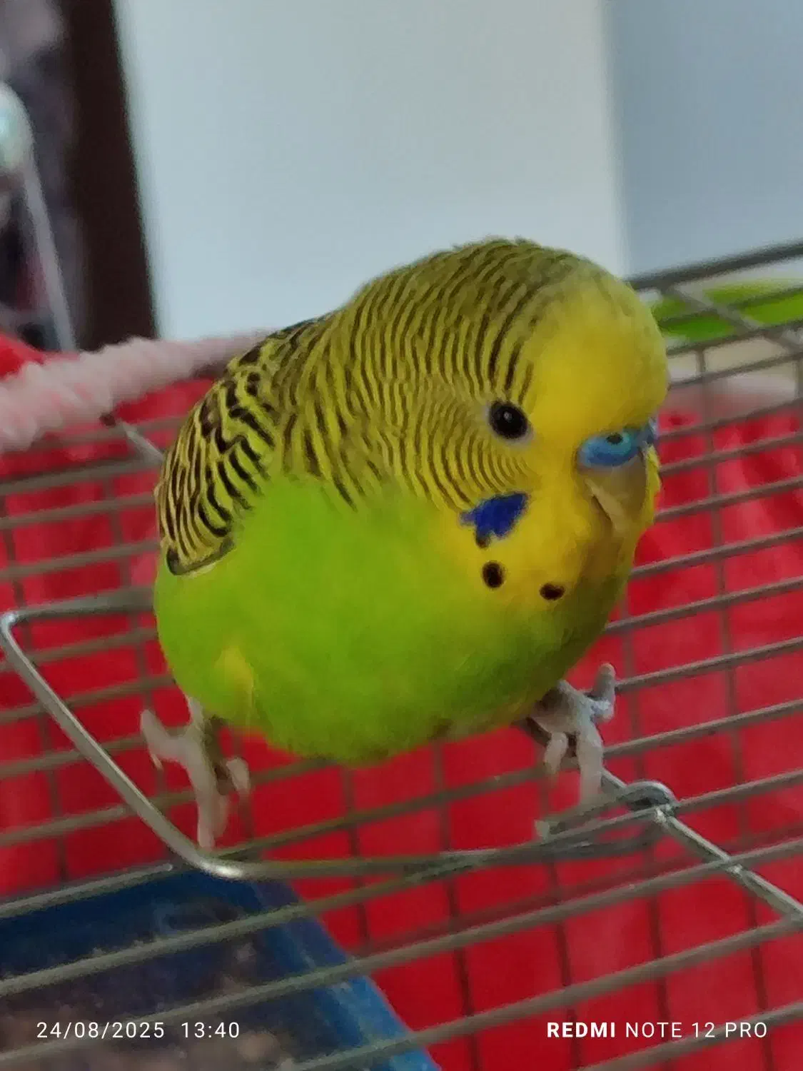 یک جفت مرغ عشق خوشگل قشنگ|پرنده|شیراز, کرونی(خاتونک)|دیوار