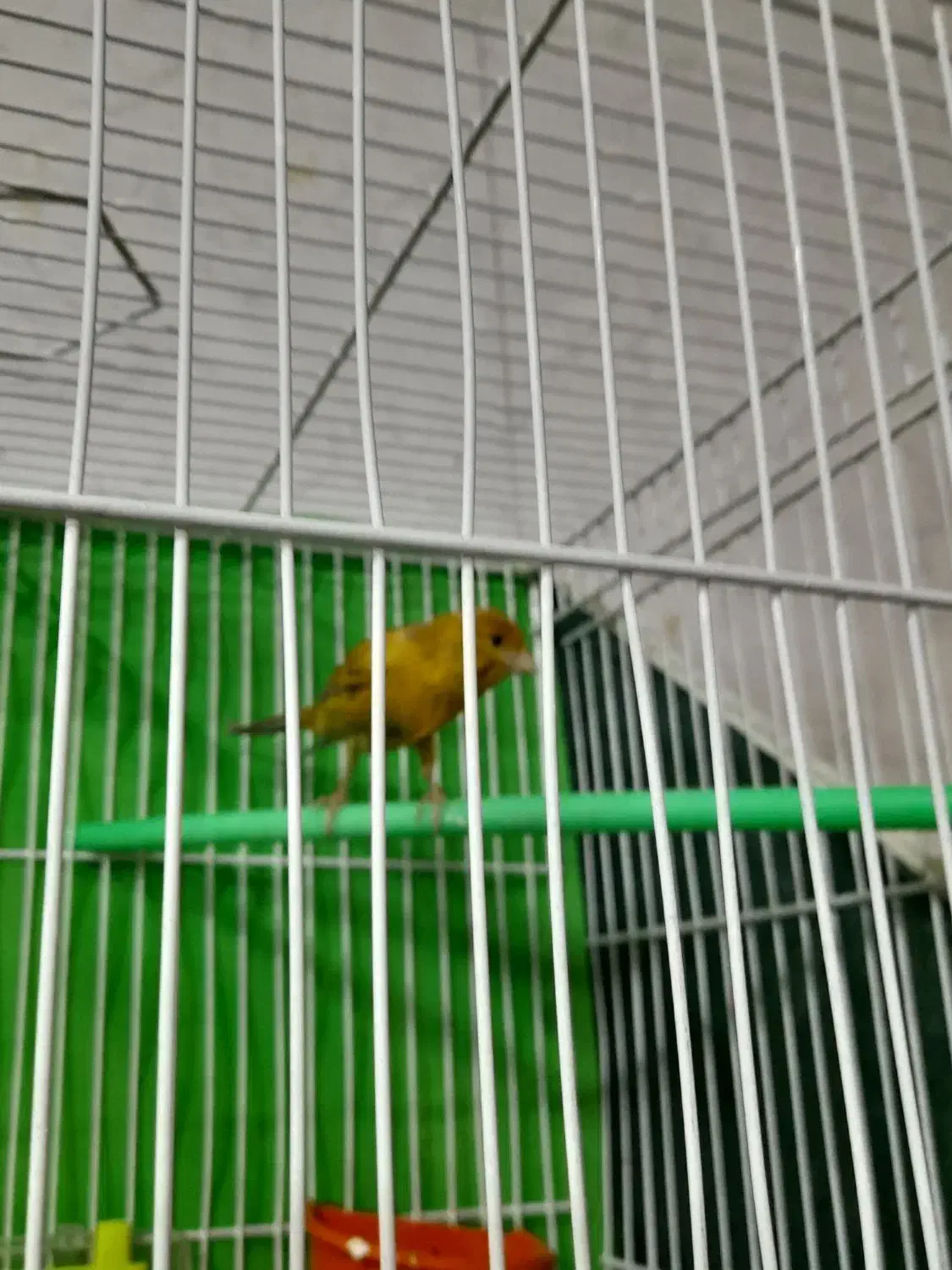 قناری رسمی سرخ مولد روی تخم|پرنده|مشهد, تلگرد|دیوار