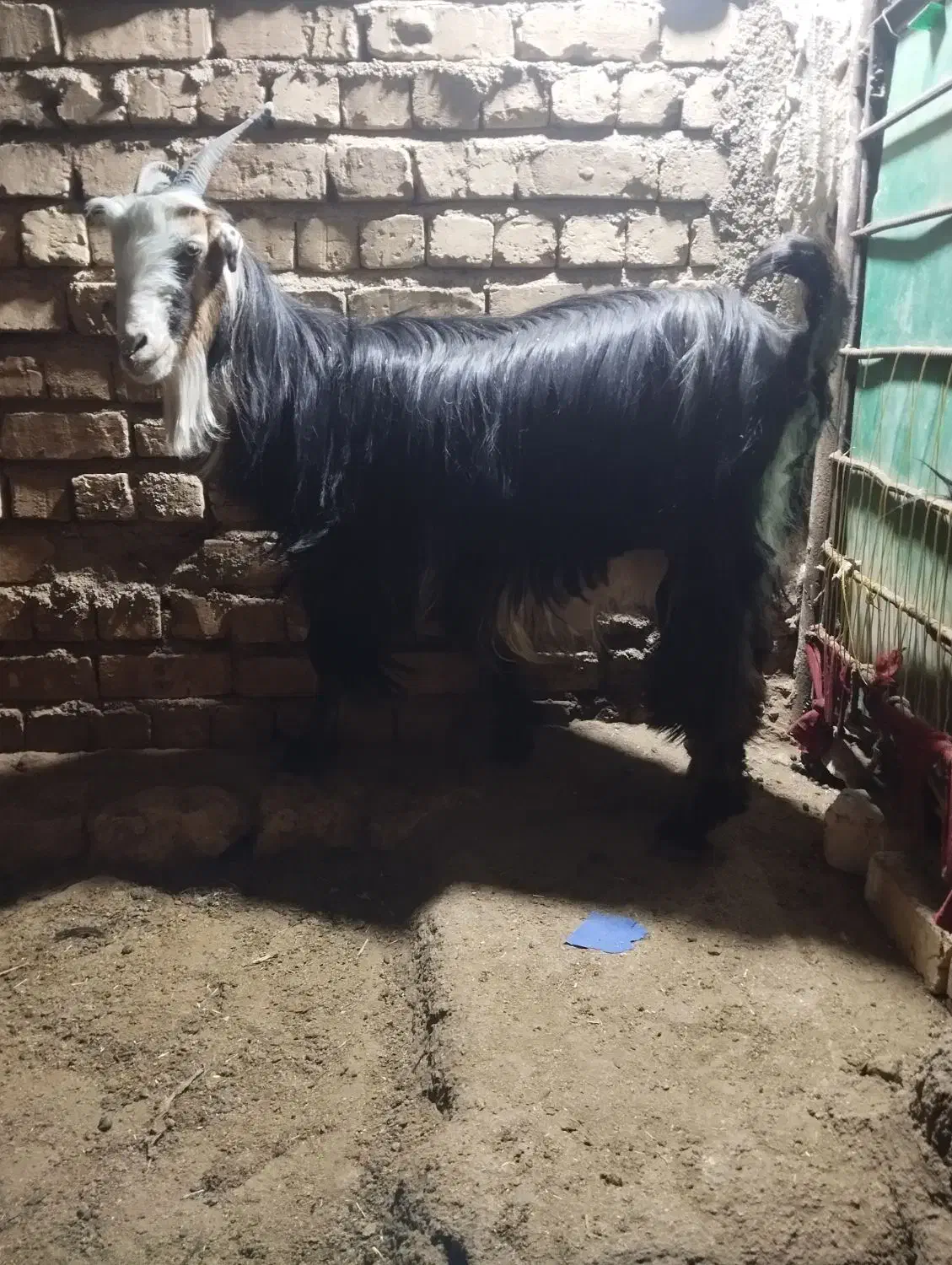 بز کهر دار|حیوانات مزرعه|طسوج, |دیوار