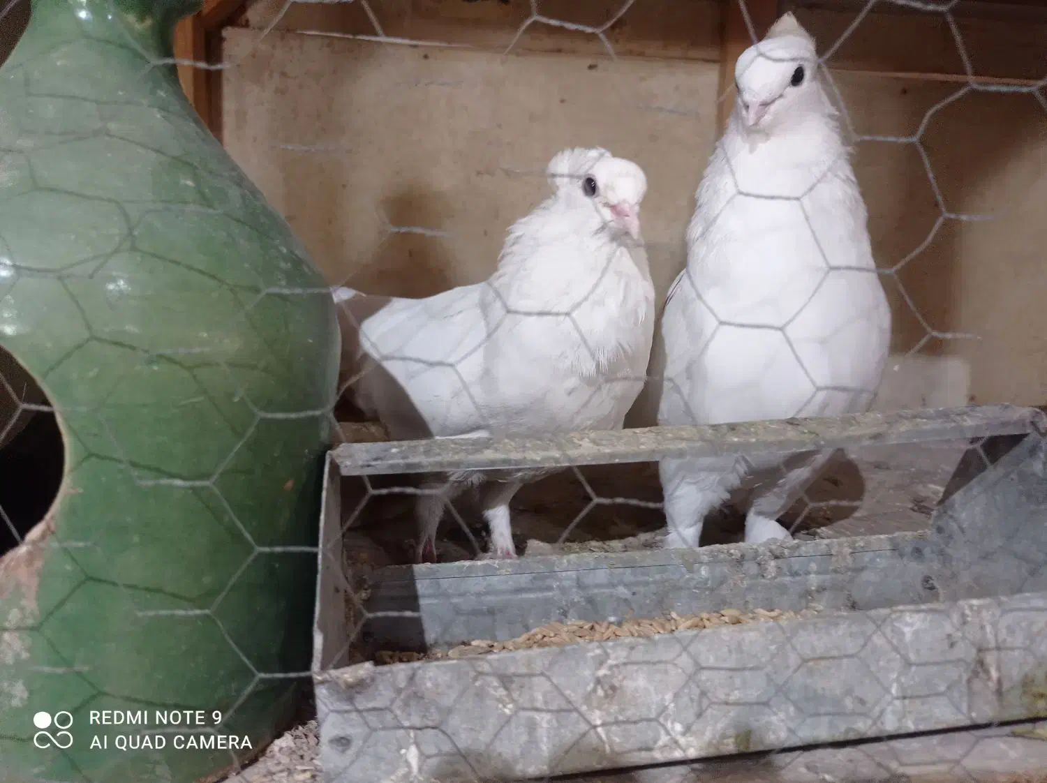 کفتر|پرنده|قم, کاسه گران|دیوار