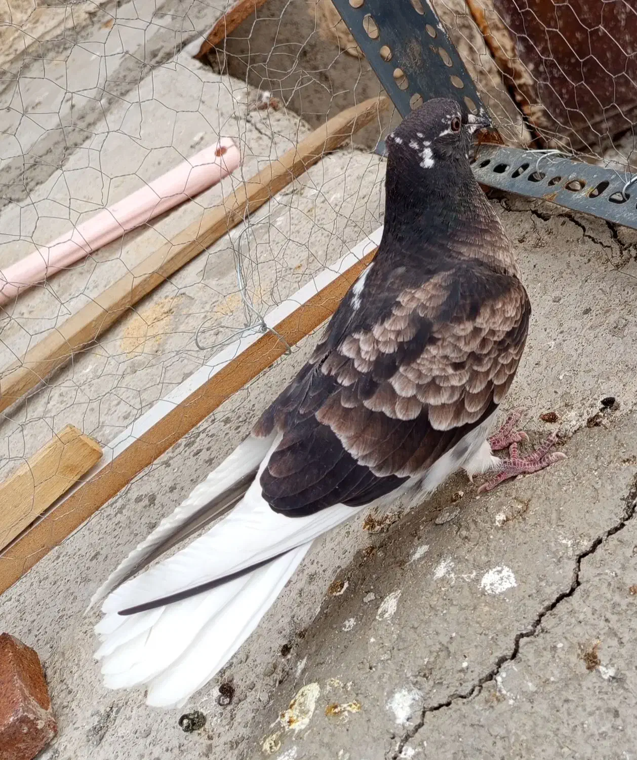 کفتر گرفتی|پرنده|نسیم‌شهر, |دیوار