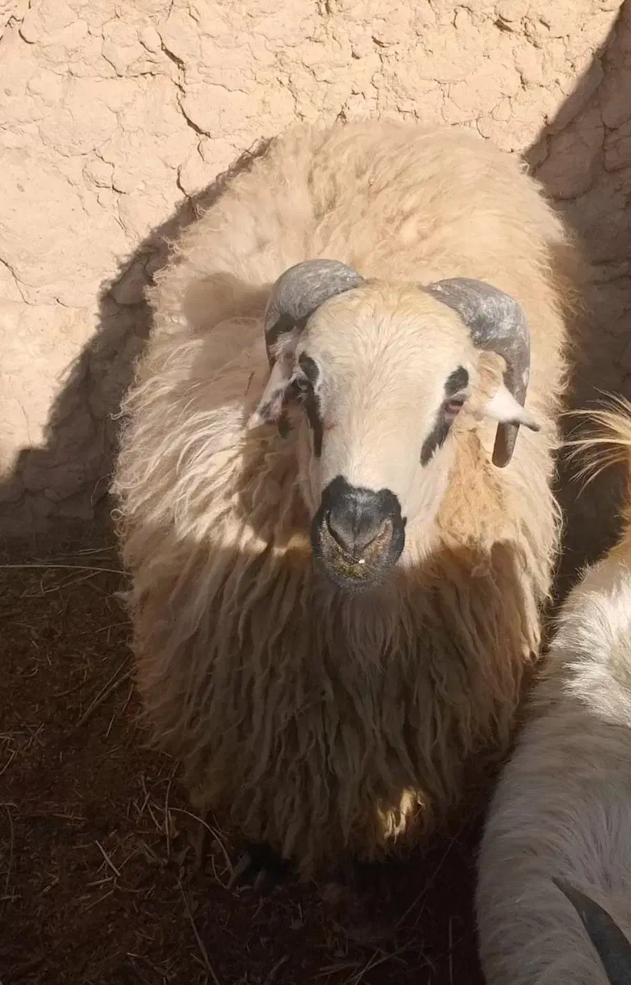 بره نر|حیوانات مزرعه|ابرکوه, |دیوار