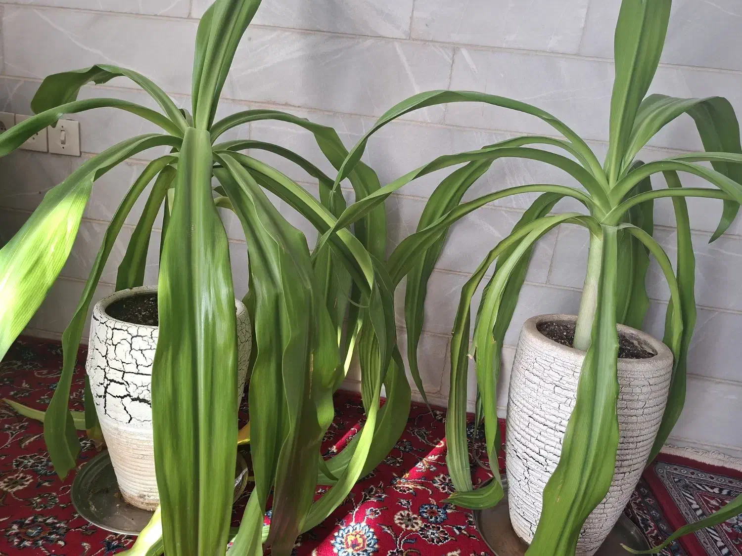 حراج گلهای سوسن|گل و گیاه طبیعی|یزد, |دیوار