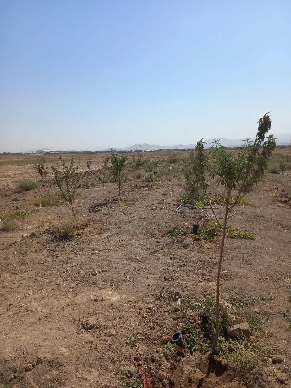 فوریباغبادرخت،ابیاریقطره ای|فروش دفتر صنعتی، کشاورزی، تجاری|اراک, |دیوار