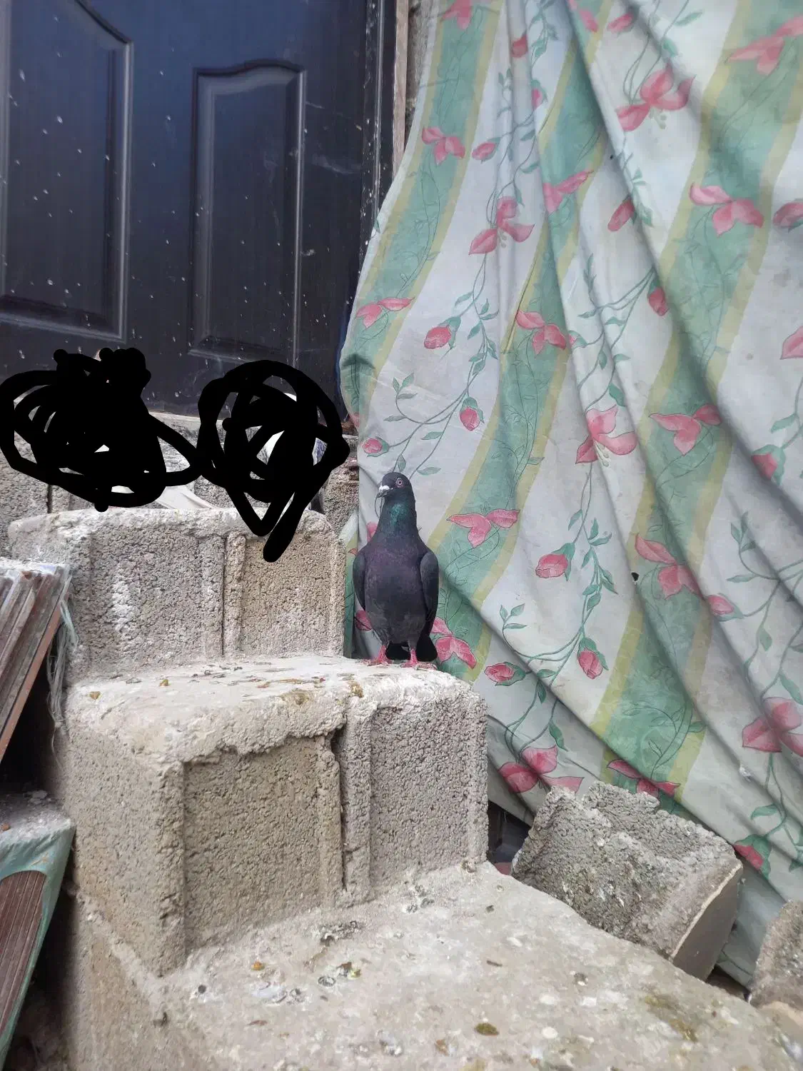 کبوتر|پرنده|ماسال, |دیوار