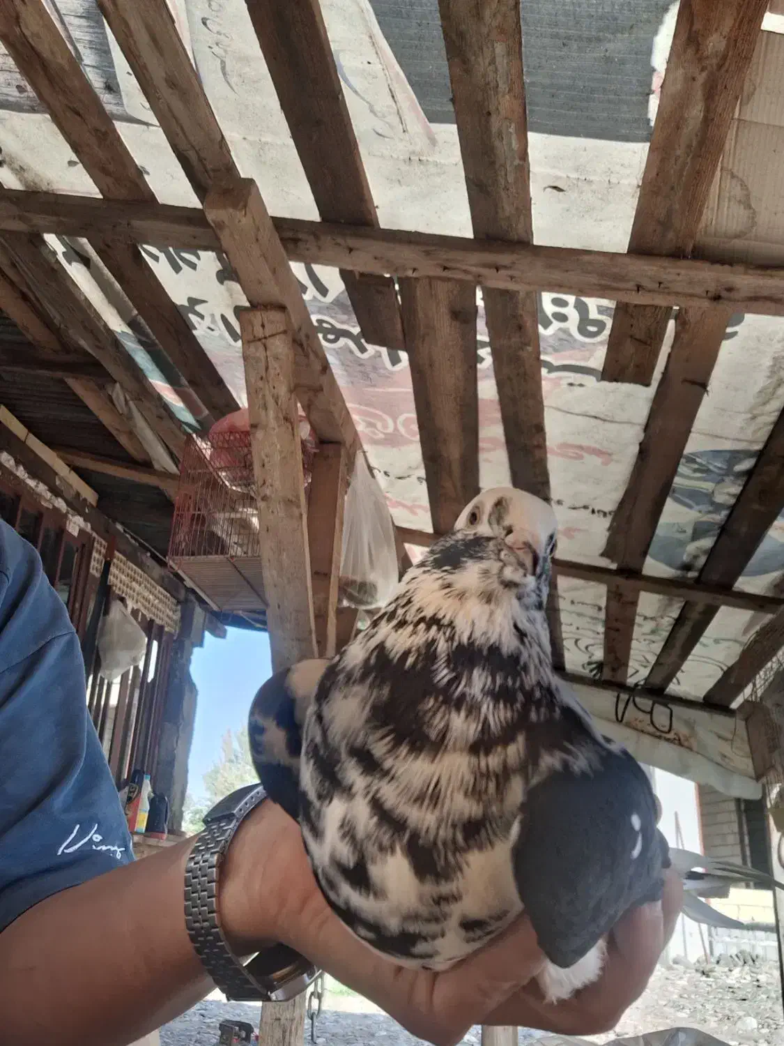 کبوتر کاکلی ماده|پرنده|رشت, کوی مهر|دیوار