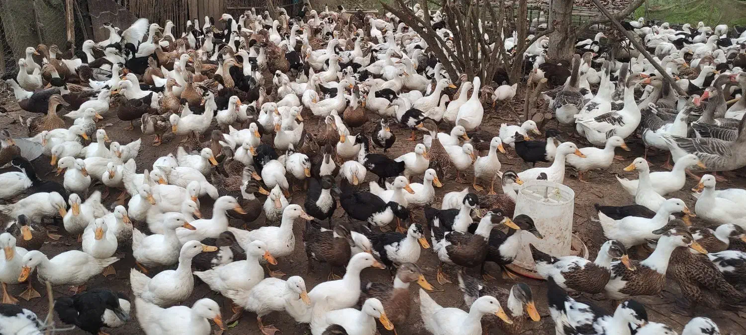 اردک|حیوانات مزرعه|آستانه اشرفیه, |دیوار