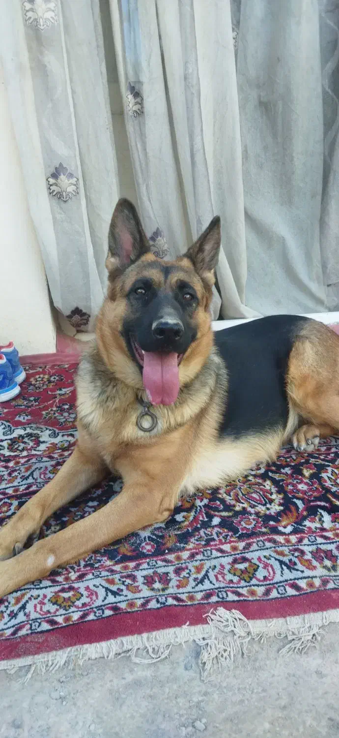 سگ ژرمن شپرد ورک|سگ|زنجان, |دیوار