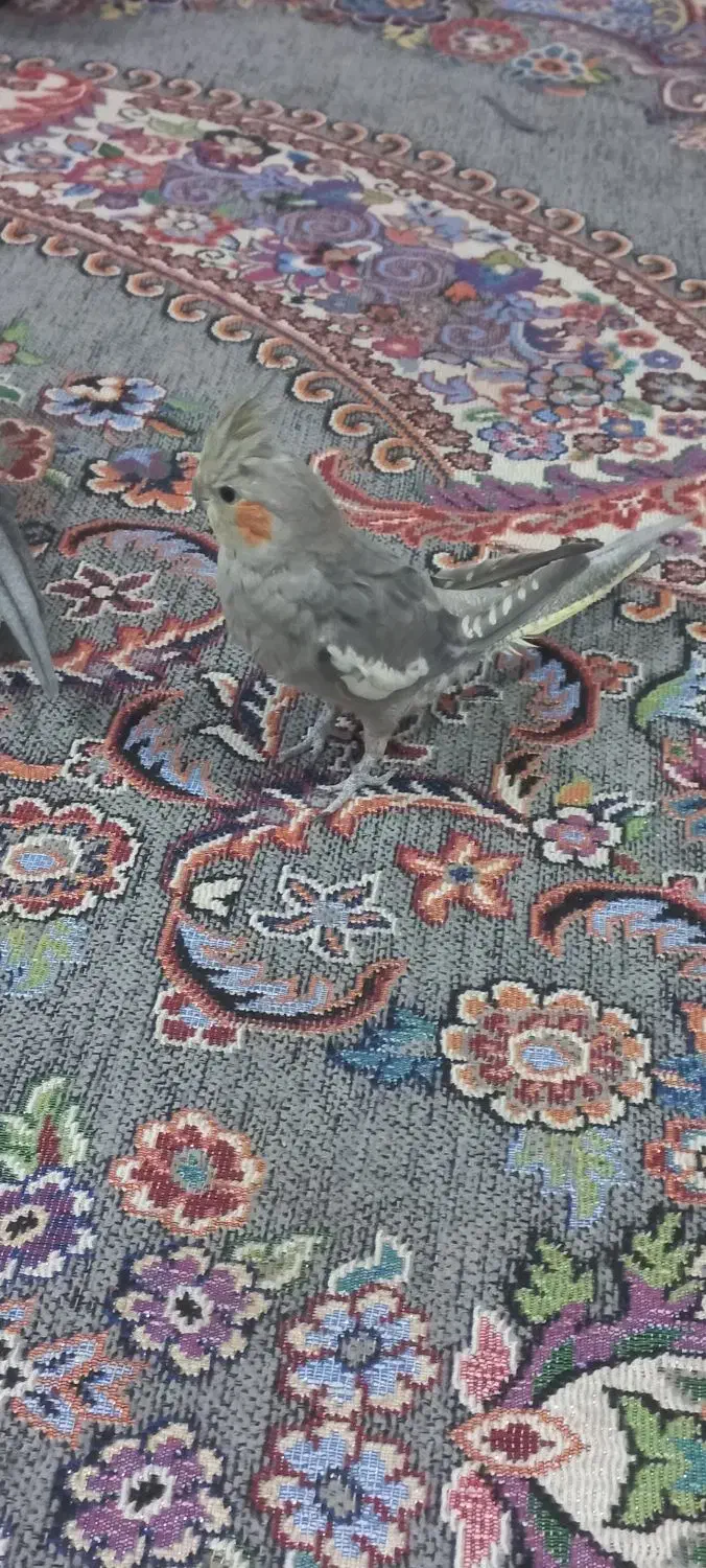 عروس هلندی|پرنده|شوش, |دیوار