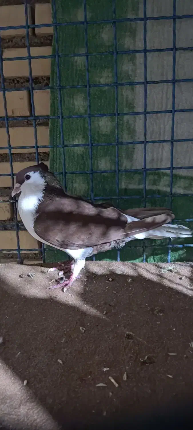 کبوتر|پرنده|شوشتر, |دیوار