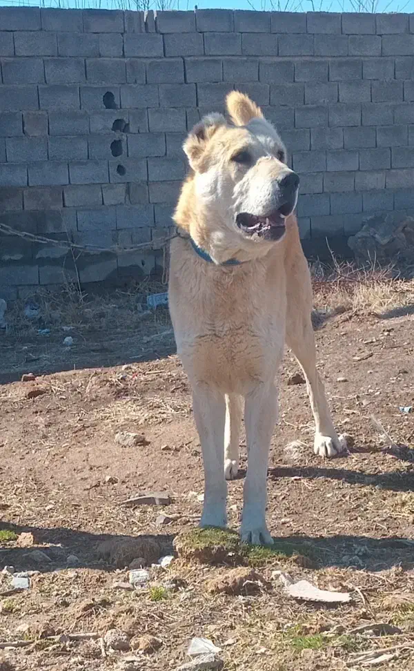 سگ سرابی|سگ|قیدار, |دیوار