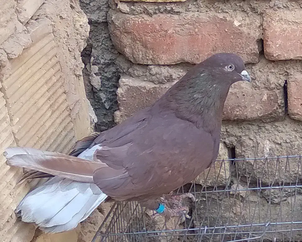 کبوترپرشیگرو.سرخ.سبز.|پرنده|برخوار, |دیوار