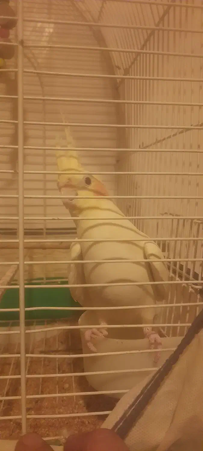 ماده آماده|پرنده|رشت, پیرکلاچای|دیوار