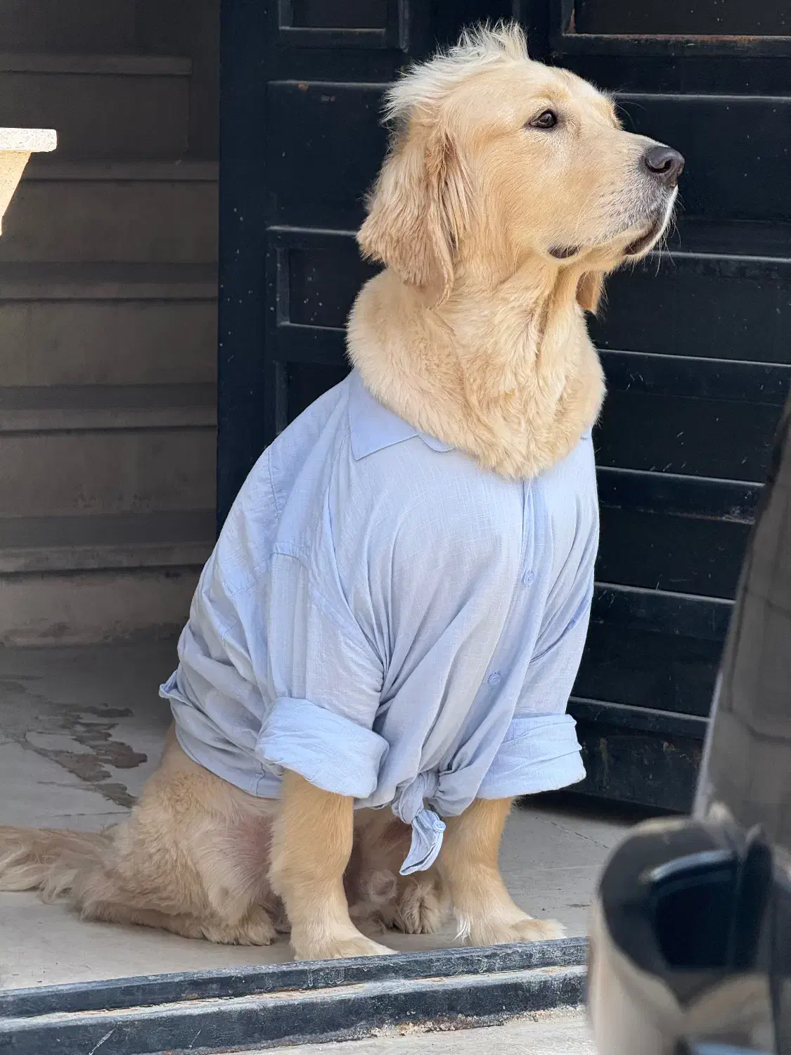 گمشده (مژدگانی دارد)|حیوانات|باغ ملک, |دیوار