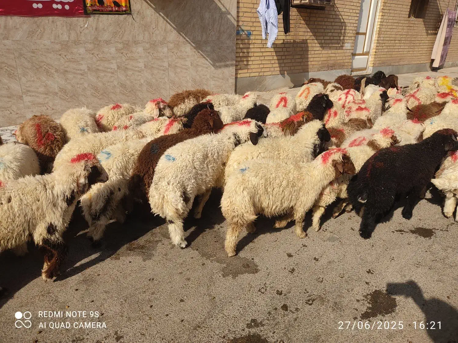 گوسفندوبره فروشی چاق چاق((همراه باقصاب رایگان))|حیوانات مزرعه|اهواز, اسلام آباد غربی|دیوار