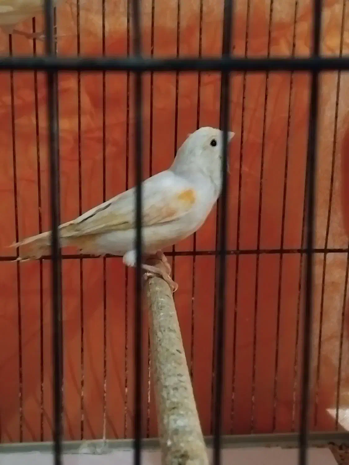 قناری موزاییکی|پرنده|آستانه اشرفیه, |دیوار