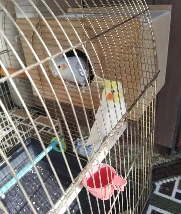 عروس هلندی جفت|پرنده|اردبیل, |دیوار