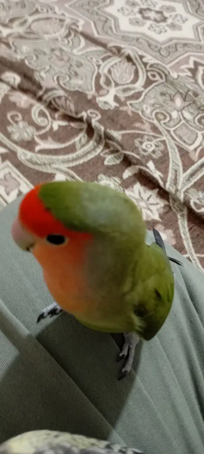 طوطی برزیلی|پرنده|شهریار, شهریار|دیوار