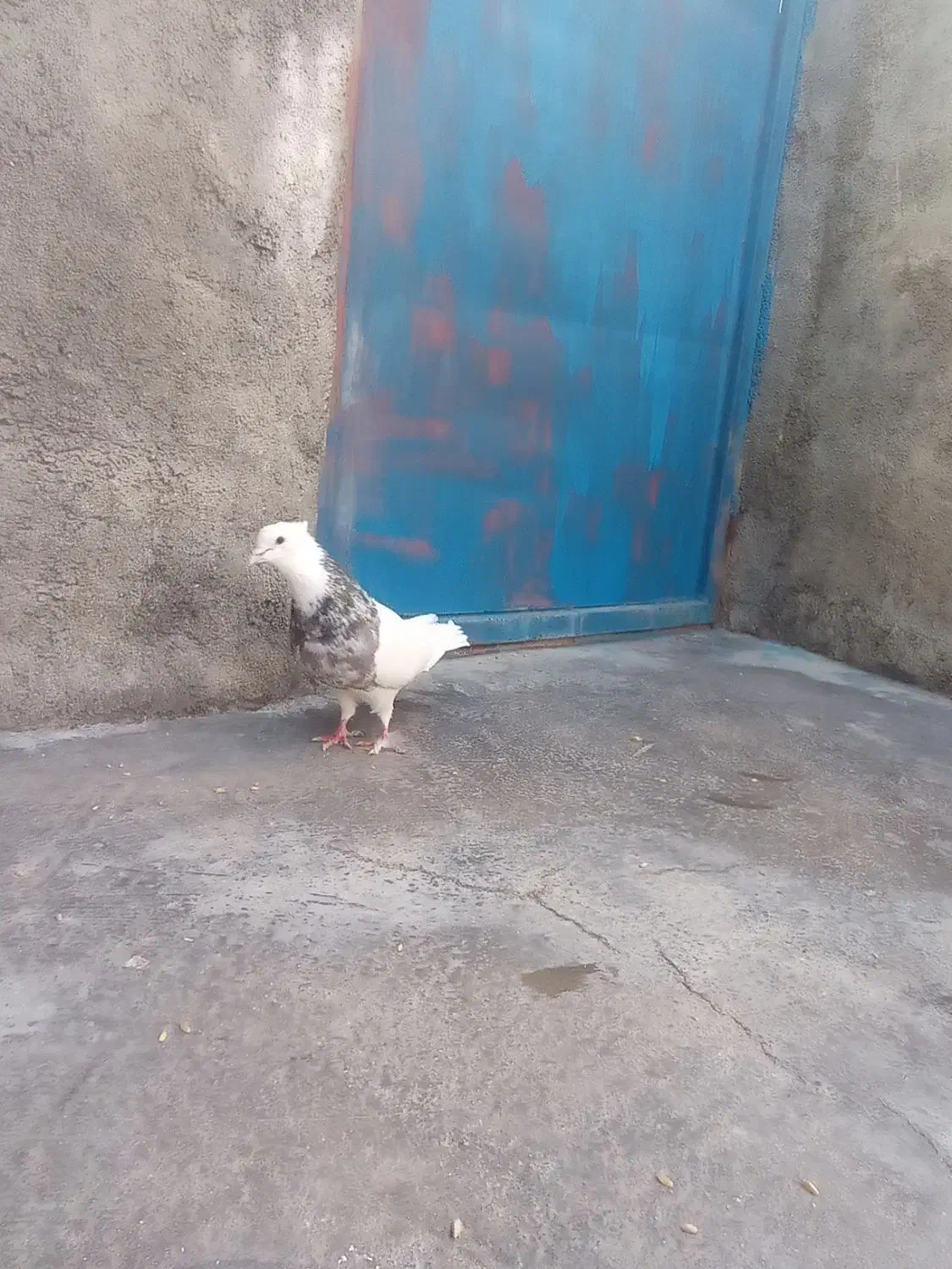 کبوتر|پرنده|سرپل ذهاب, |دیوار