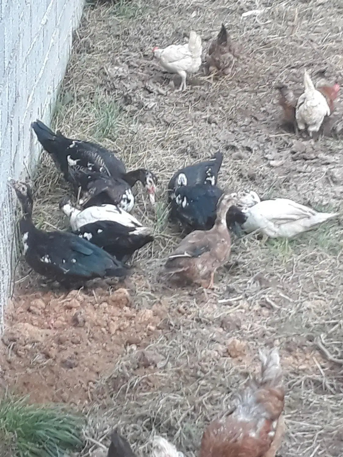 اردک مسکوئی (اسراعیلی)|حیوانات مزرعه|رشت, نیروی دریایی|دیوار