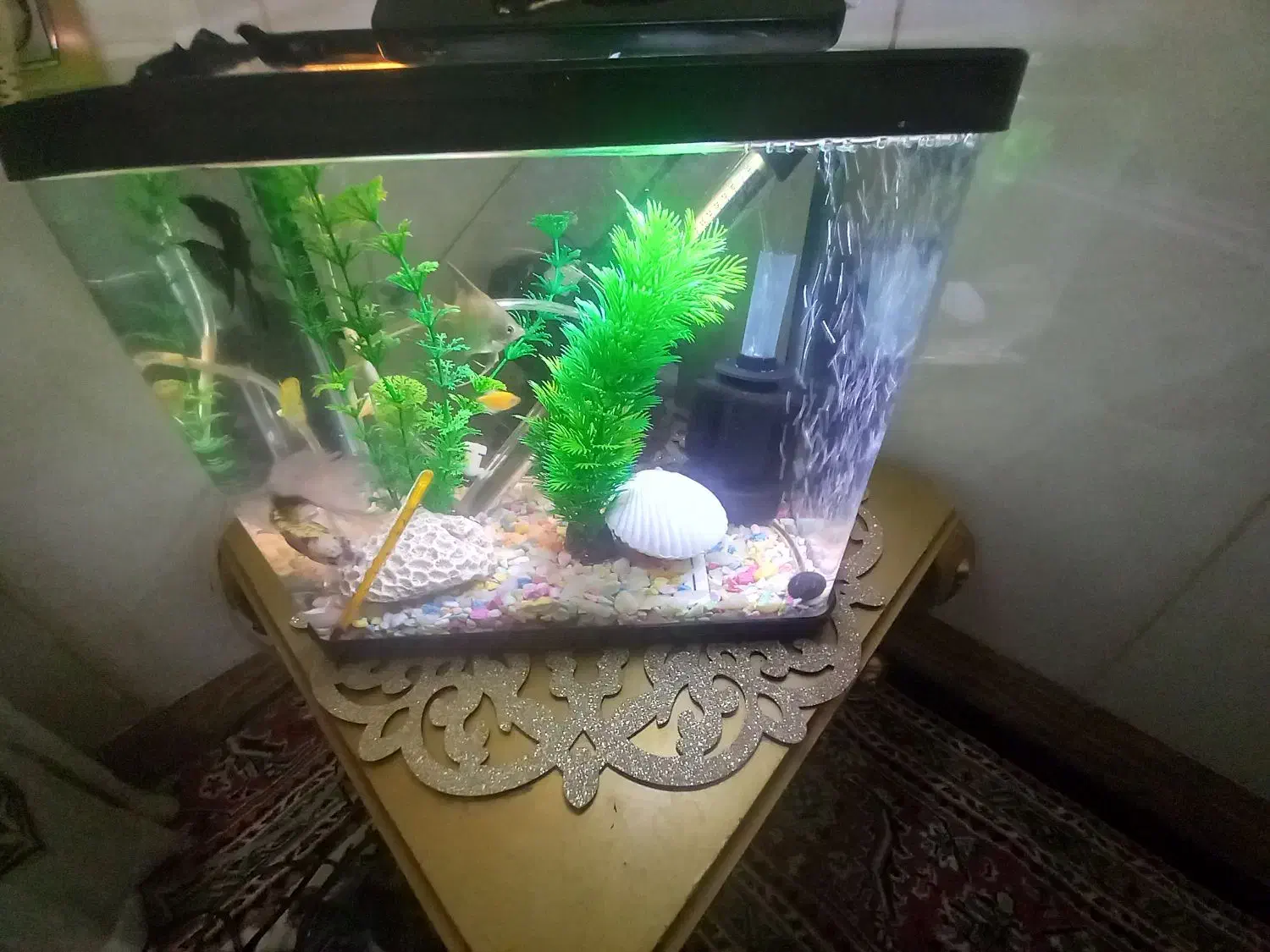 شیشه آکواریوم|ماهی|آذرشهر, |دیوار