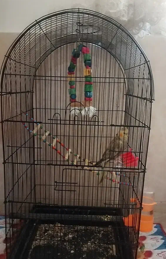 عروس هلندی 6ماهه دانخور|پرنده|قروه, |دیوار