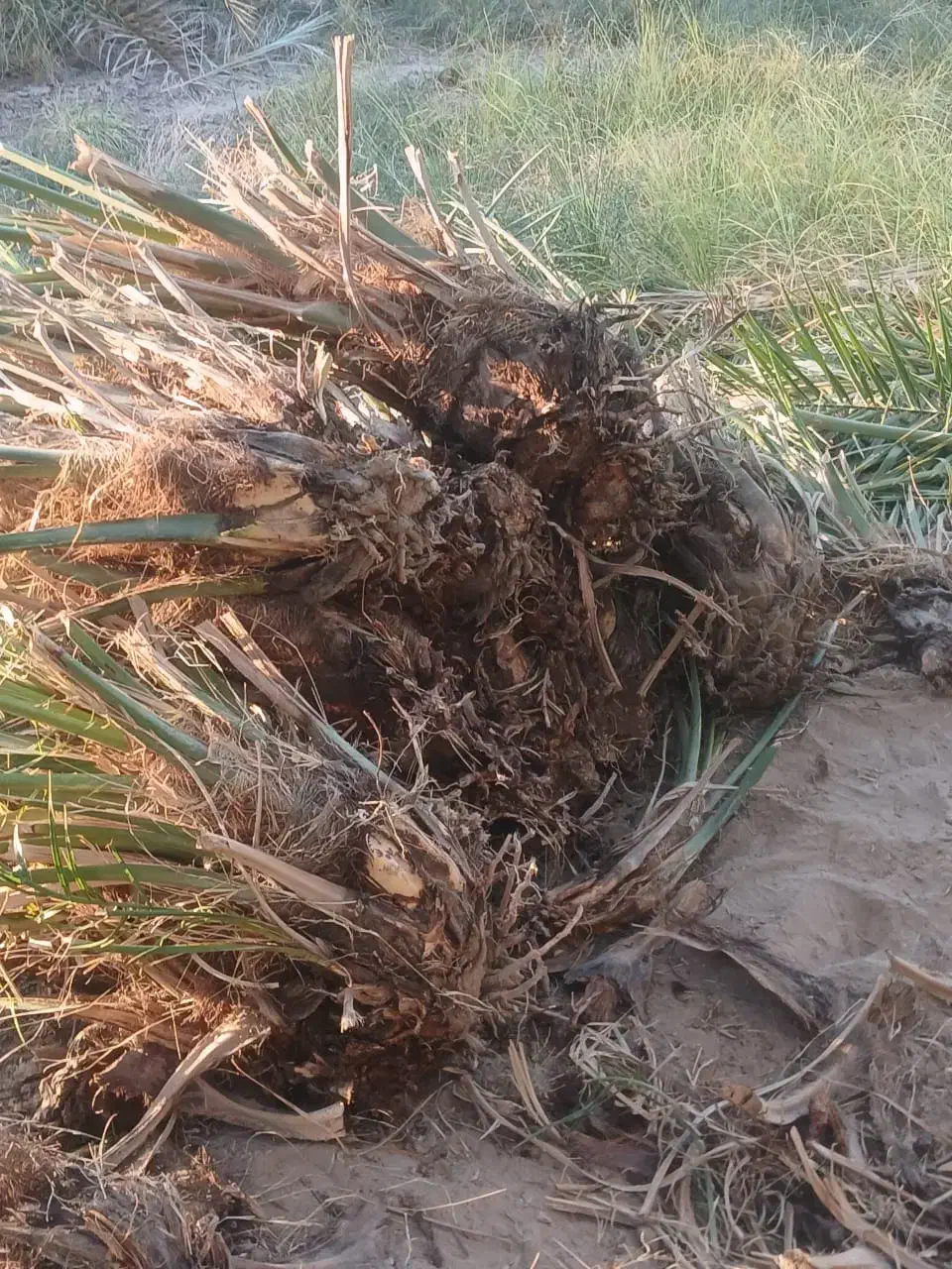 پاجوش درخت مضافتی|گل و گیاه طبیعی|ریگان, |دیوار