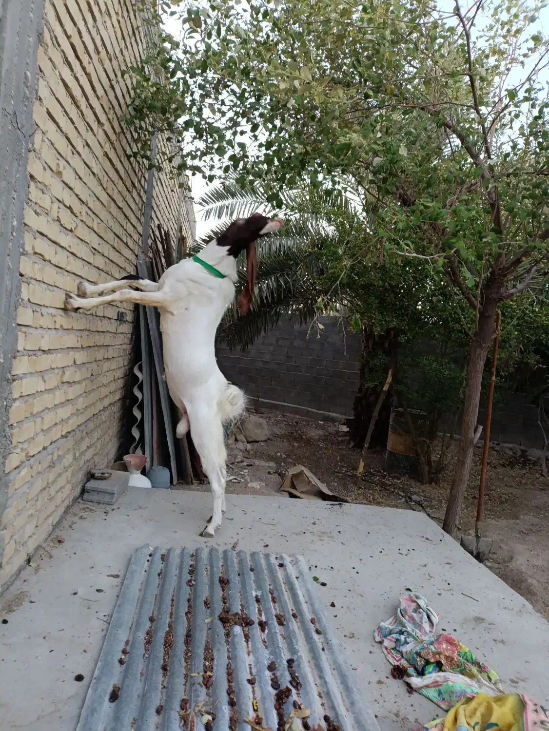 فروش بز افغانی درجه یک با دوتا کهره نر و ماده|حیوانات مزرعه|مهر, |دیوار