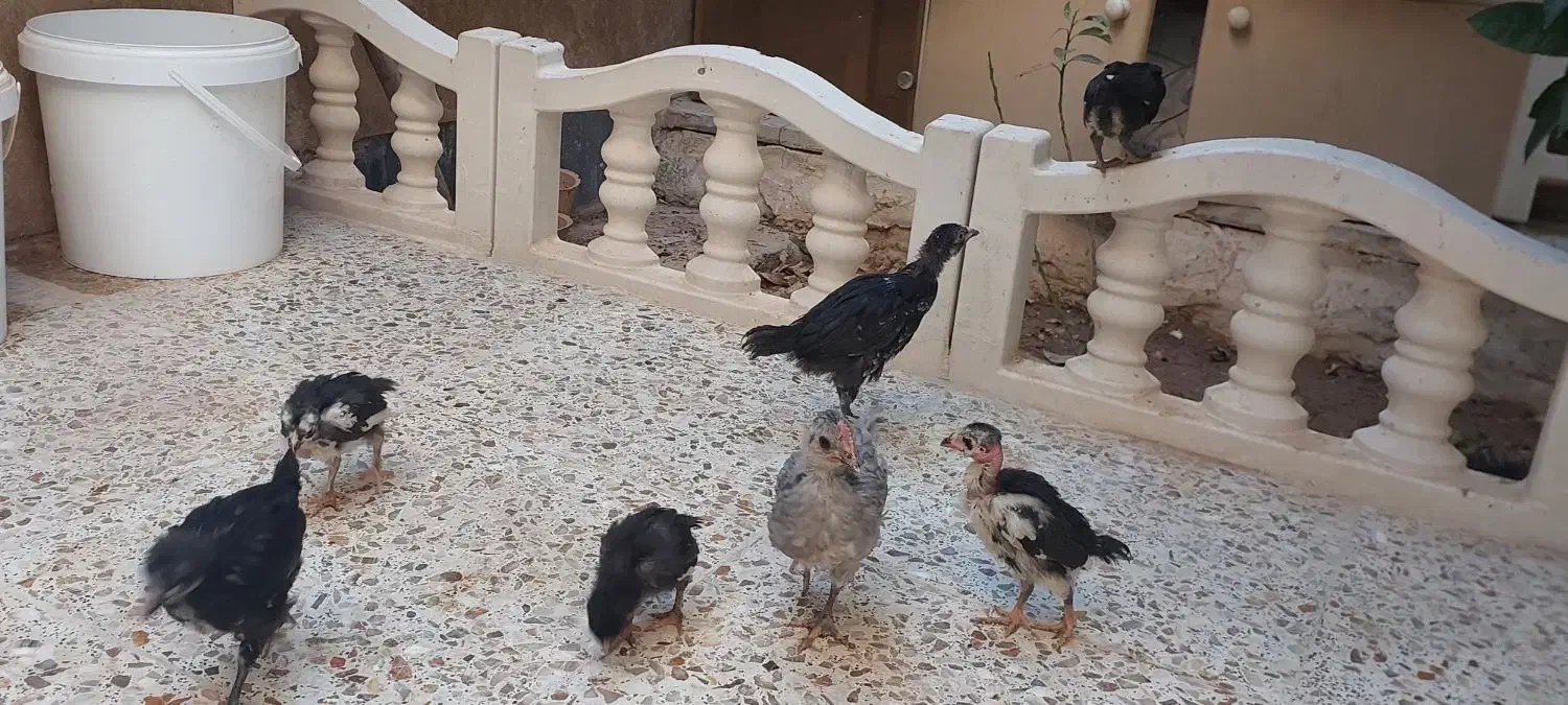 جوجه|حیوانات مزرعه|شیراز, بهارستان|دیوار