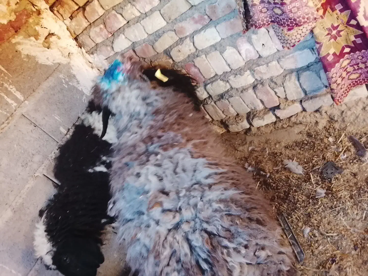 دو عدد بره تکی هم داده میشه فروش فوری سریع|حیوانات مزرعه|زاهدان, |دیوار