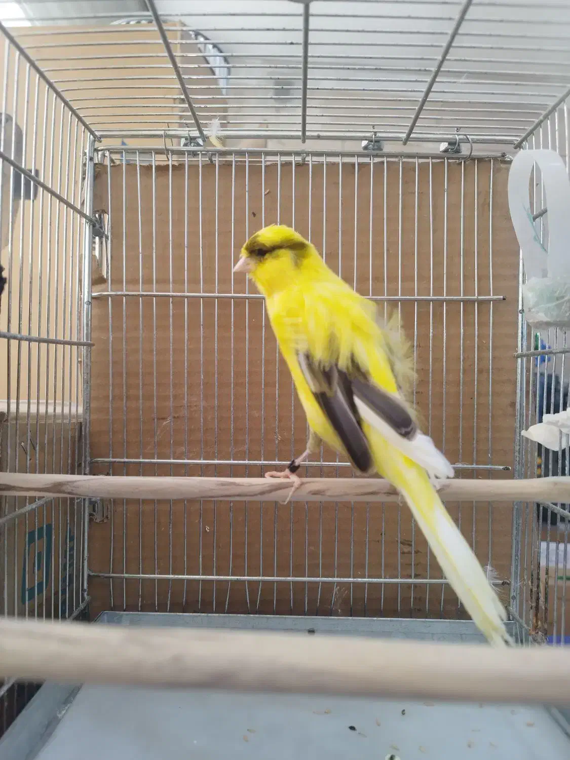 قناری رسمی نرو ماده|پرنده|اندیشه, اندیشه فاز ۱|دیوار