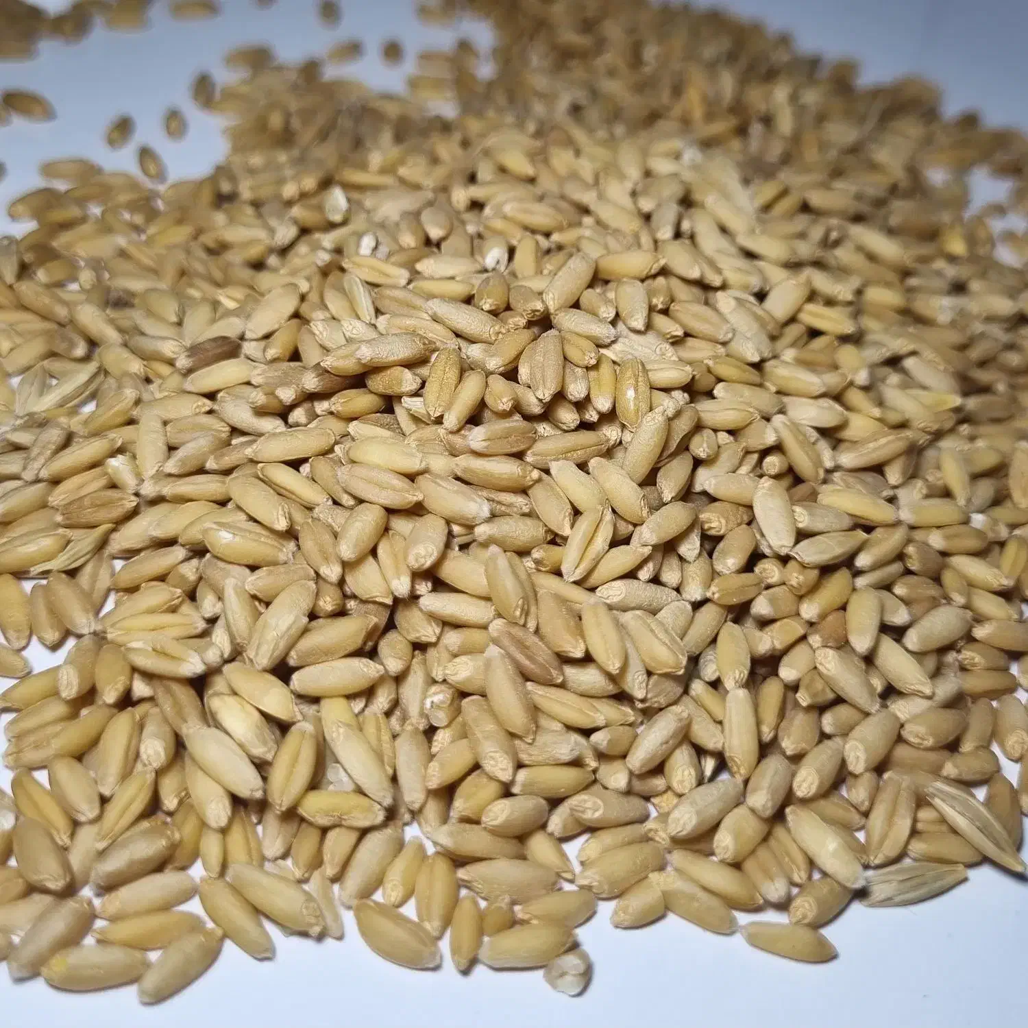 بذر دیم و گندم فروش. تفاله چغندر وکیوم شده|خدمات باغبانی و درختکاری|خمین, |دیوار